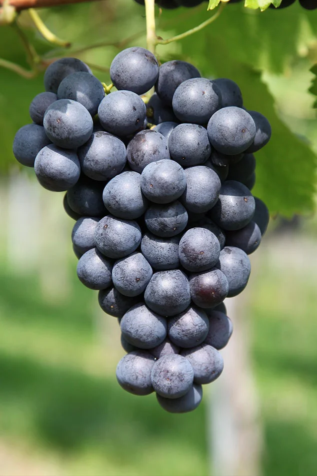grapes